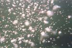 2005-07-22_13-00-08_ID