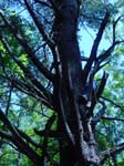 2005-07-23_15-07-35_RSEP